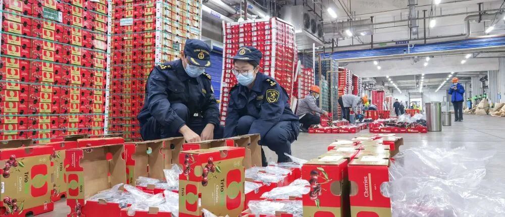 超7800吨车厘子，来了！