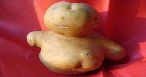 色河农民挖出酷似人形洋芋