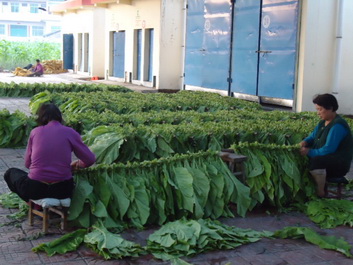洛南县景村镇烟农一片繁忙景象
