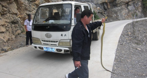 蛇横卧路中 行人放其归山