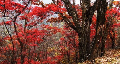 2010年洛南佛山红叶节10月16日举行