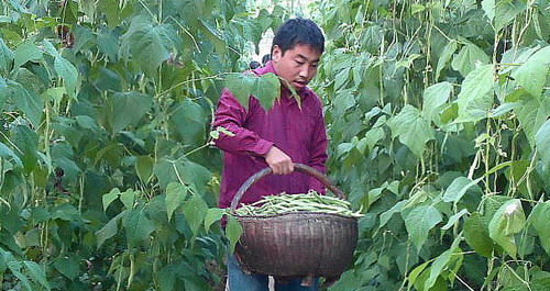 大学生为实现创业梦 种植大棚菜喜获丰收