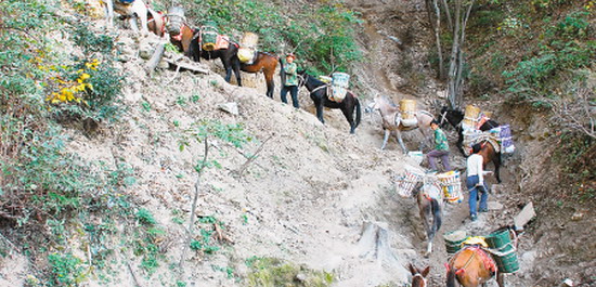 牛背梁山访骡帮
