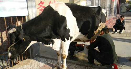 牛奶现挤现卖 市民争相购买