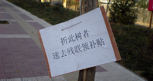 广场树木成舒筋展骨器材