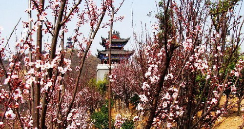 龟山赏花正当时！