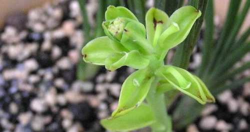 价值千万名贵精品兰花即将亮相金丝峡