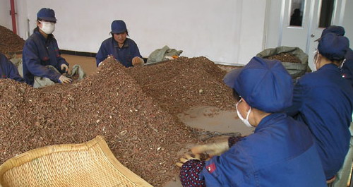 近年我市大力发展中药材产业