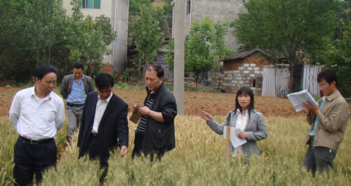 市农业局组织农业专家下乡考察