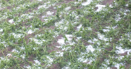 我市多地遭受冰雹袭击