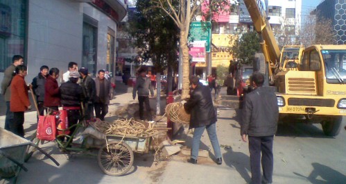 我市积极实施工农路行道绿化改造提升工程