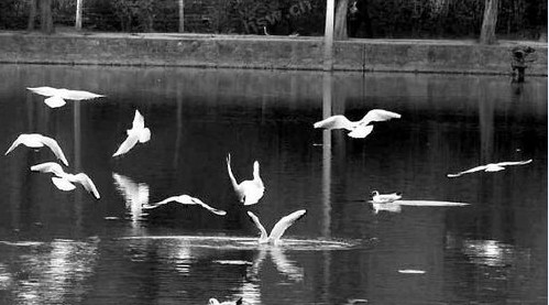 商州莲湖公园群鸟惹争议 不是海鸥不是白鹭原来是白鹤