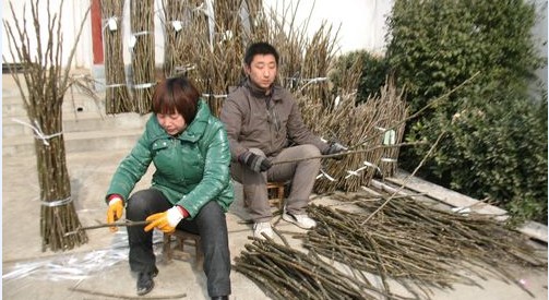 商洛国家级核桃良种基地进入采穗期