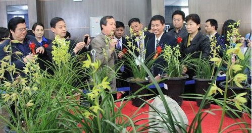 名贵兰花伤不起