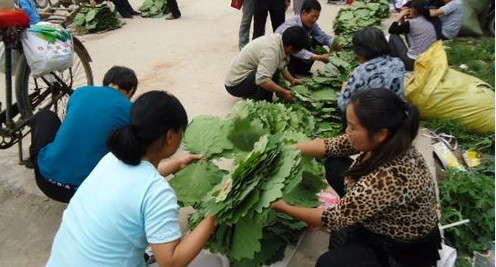端午将至“粽叶”热销