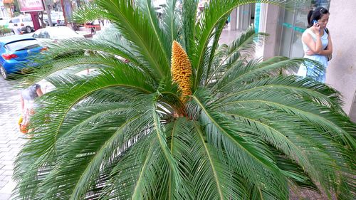 市区一株铁树开了花