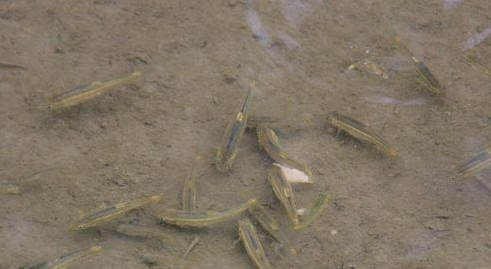 丹江源头鱼悠然