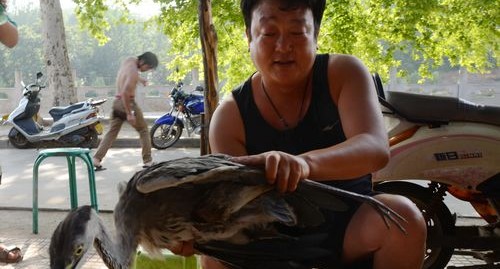 市民救助受伤苍鹭