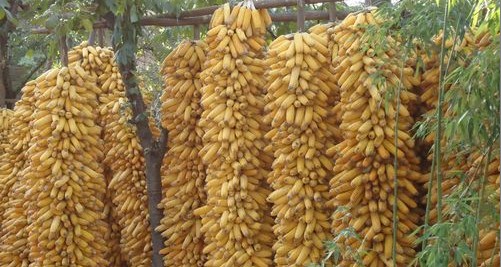 农家院落玉米香