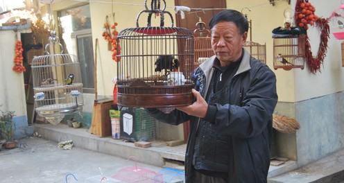 商洛一鹩哥帮卖烤红薯 另类促销引围观