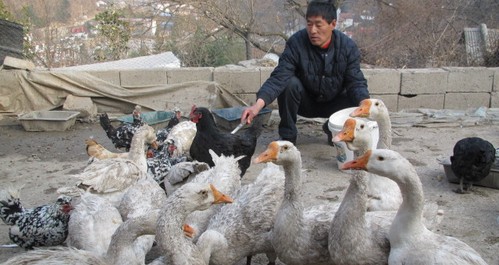 商洛特种养殖成农民增收新渠道