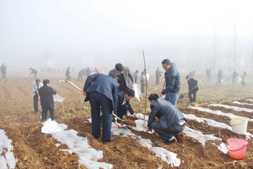商洛多地开展植树造林