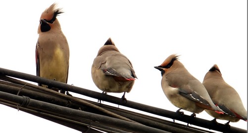 商洛良好生态环境 吸引成群太平鸟