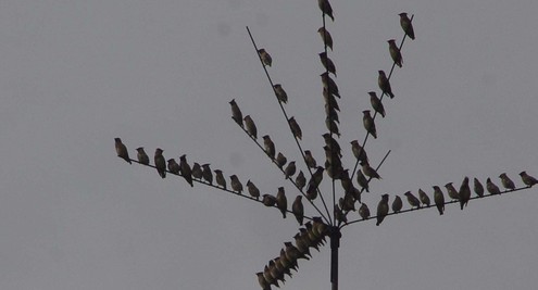 神奇的“鸟树”