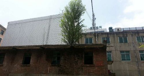 商洛:废弃楼顶长出大杨树