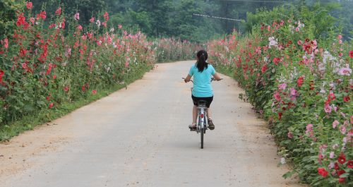 蜀葵为商洛乡村公路增添了一道靓丽风景