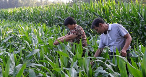 商洛:抢抓农时防虫害