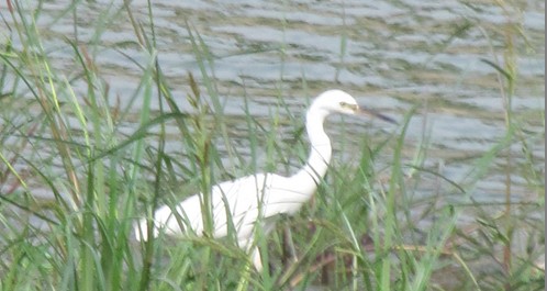 鹤城环境好 白鹭访丹江