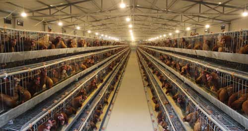 丹凤畜牧养殖年底可实现产值60余万元