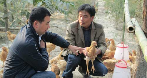 茹远美的二次养鸡路