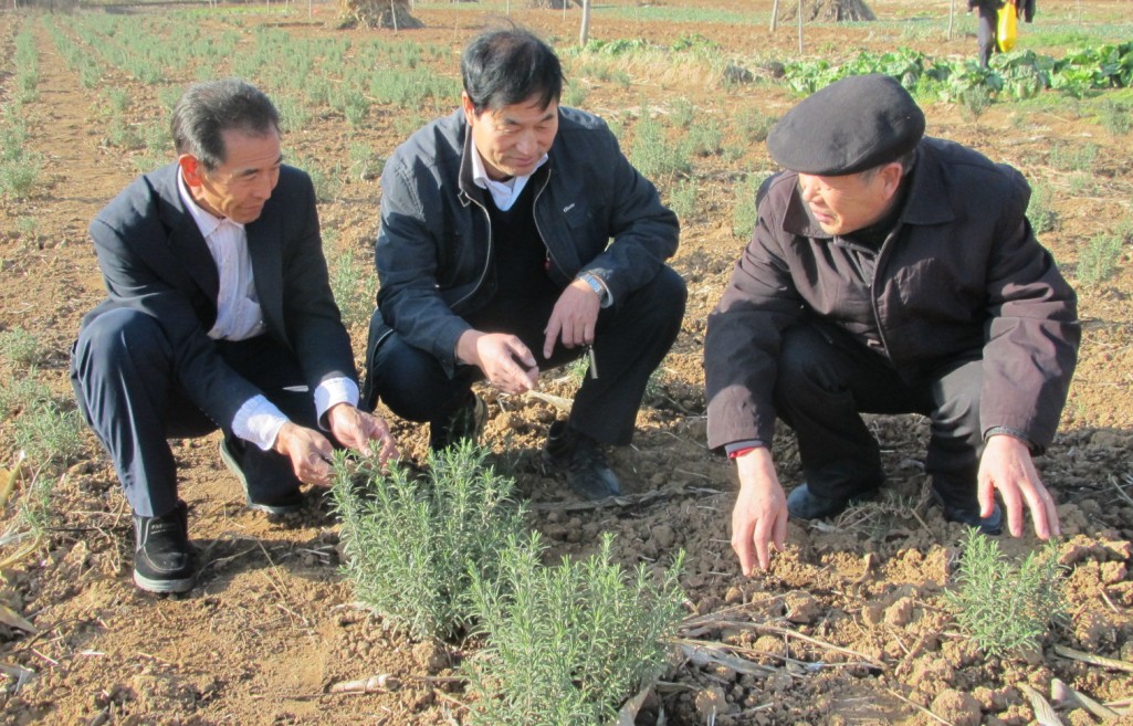 王跃进和他引种的迷迭香