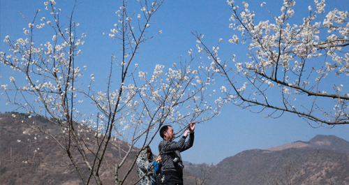 镇安县水源樱桃花开了