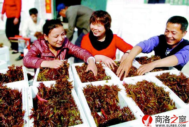 在我市的各个菜市场里，香椿芽被摆在了显著位置。