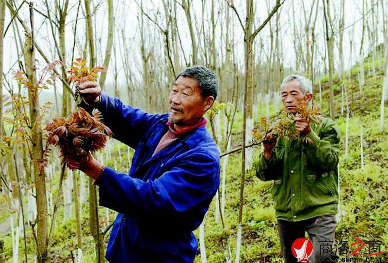 商洛峰绿晟生态农业公司发展的矮化香椿园