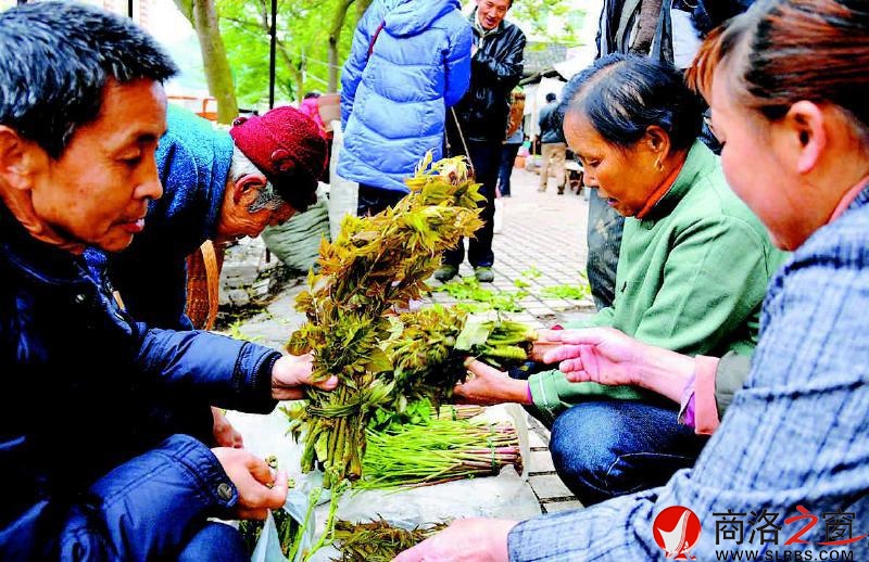 又是一年香椿香