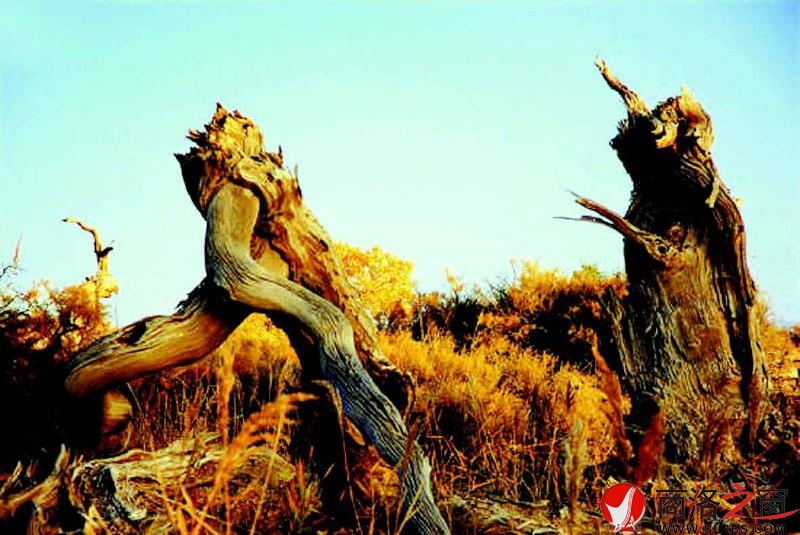 志存高远 青春无悔