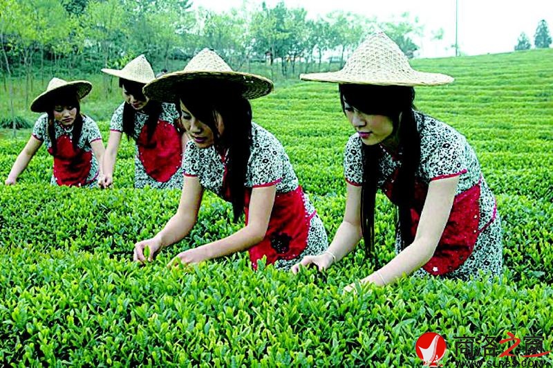 我市绿色产业快速发展,已成为全市的骨干产业。图为商南采茶女采春茶。