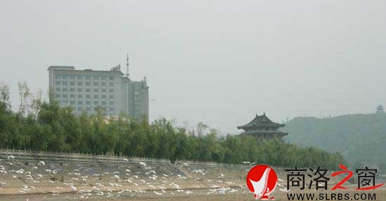 千只白鹭栖息丹江河畔