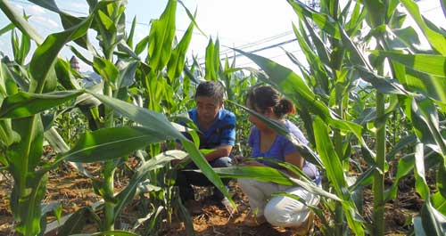 商洛市气象局建议加强田间管理