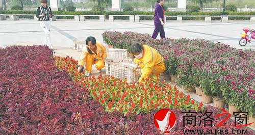 我市在市区主街道摆放花卉庆祝国庆