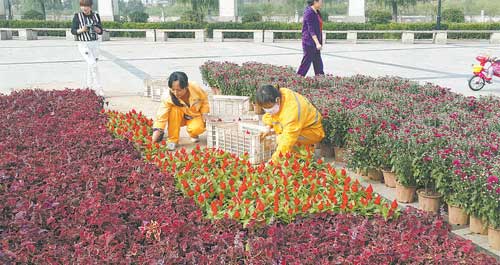 我市在市区主街道摆放花卉庆祝国庆