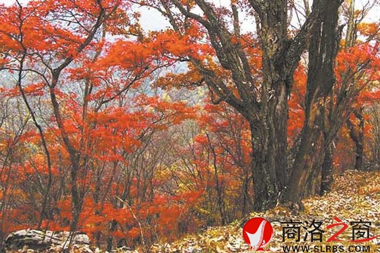 洛南佛山最美是红叶