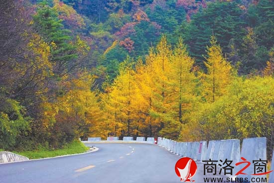 深秋时节,行驶在秦岭深处的101省道上,如画风景令人醉。