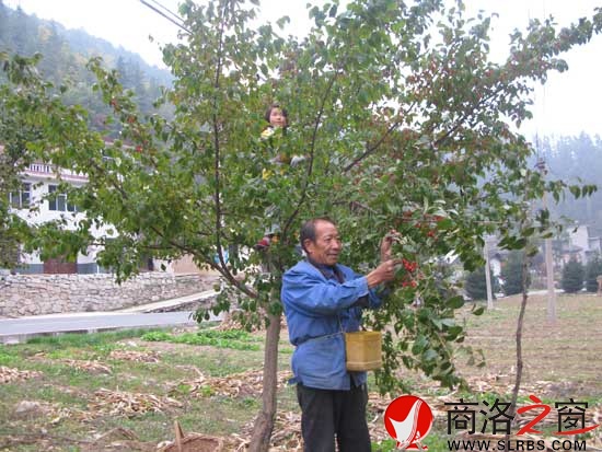 盘龙寺村老李和孙女在采收山茱萸