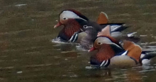 野生鸳鸯现身金钱河