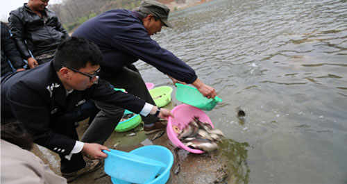 125万尾鱼苗放流丹江